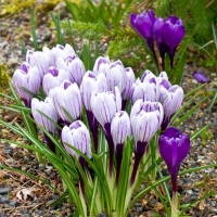 СОЦИАЛЬНО-МЕДИЦИНСКИЙ ПРОГНОЗ НА АПРЕЛЬ 2026 ГОДА