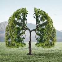 ИНТЕРЕСНЫЕ ФАКТЫ О ЛЕГКИХ (Удивительное в нашем организме)